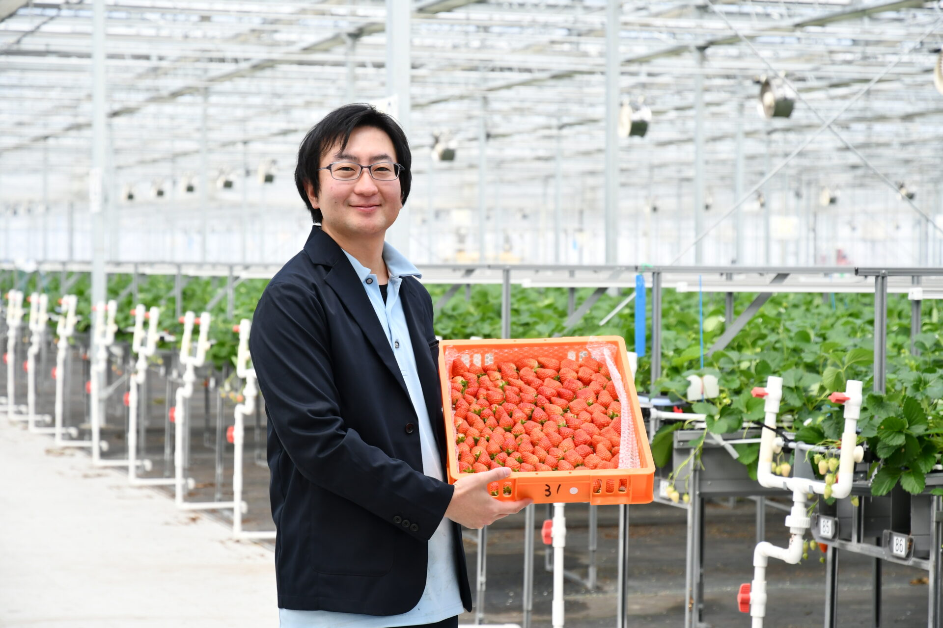 小町ファームページ 念願の周年栽培を大熊町の「いちご工場」で実現 | 未来ワークふくしま